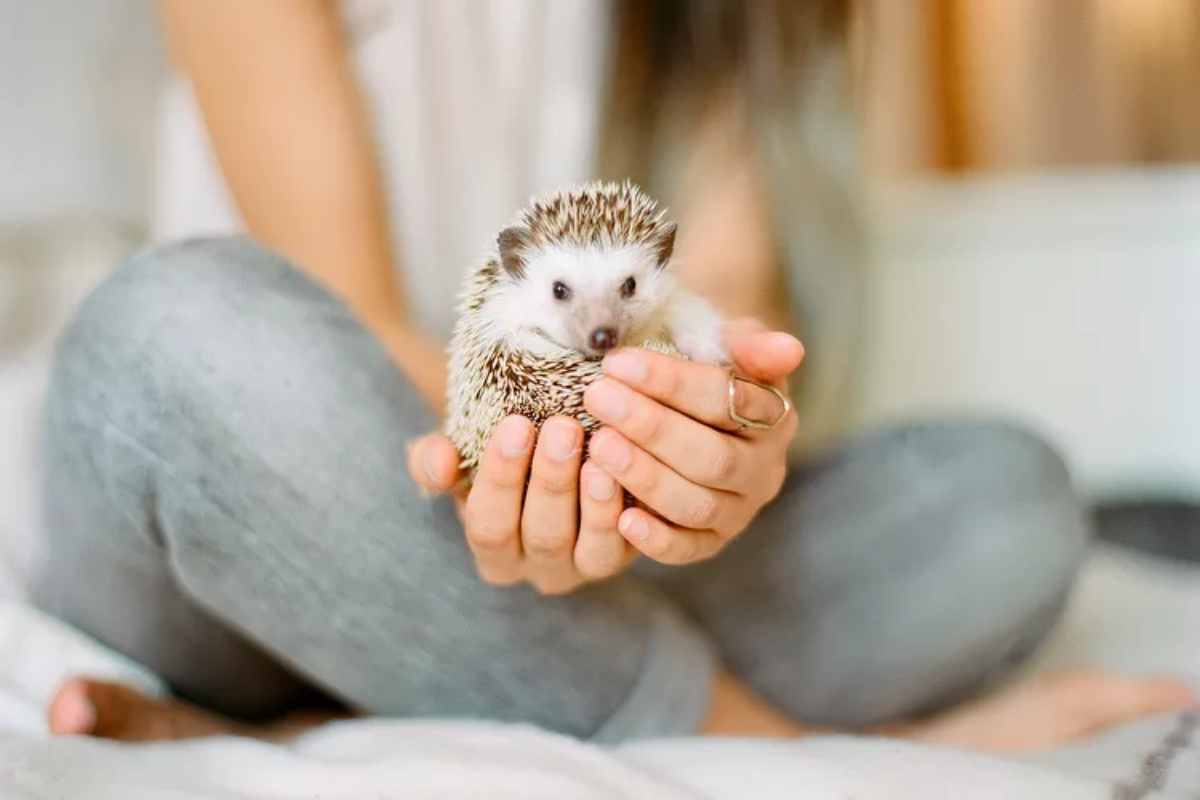 person gently holds a small hedgehog in their hands