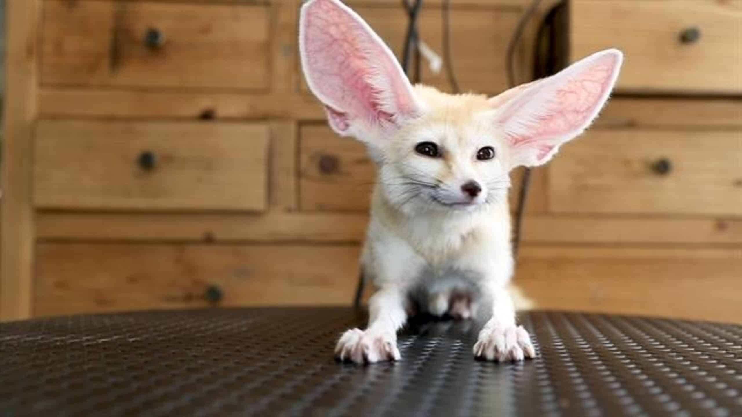 fennec fox with large ears sits on a black table