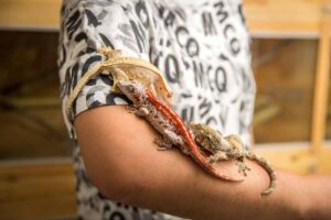 person has three colorful lizards climbing