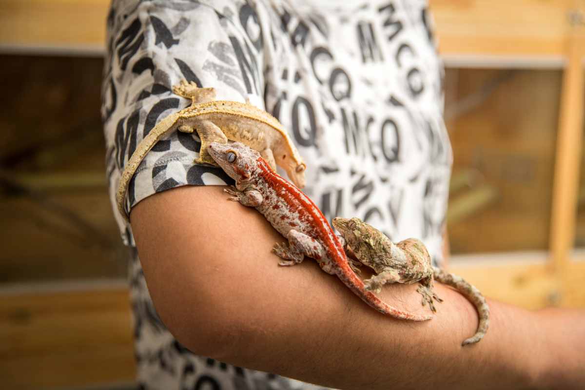 person has three colorful lizards climbing