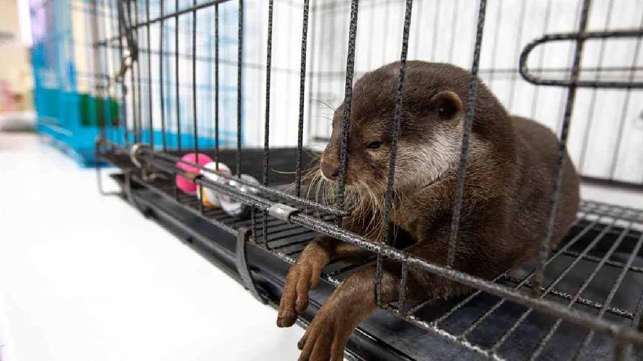 otter rests inside a wire cage, with its front paws hanging