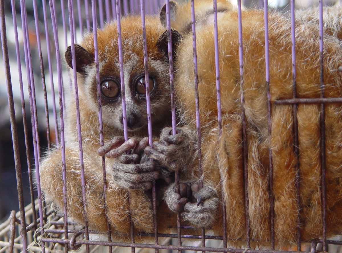 A close-up of a brown, fluffy animal with large eyes