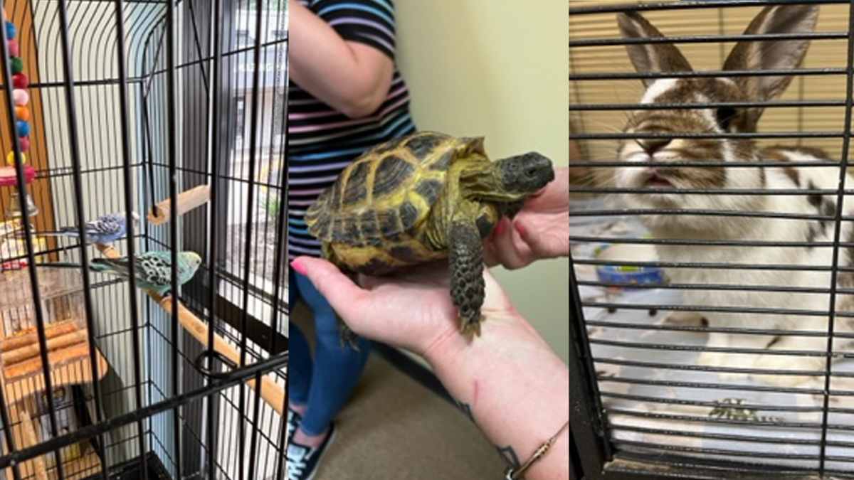 colorful bird in a cage, a person holding a tortoise
