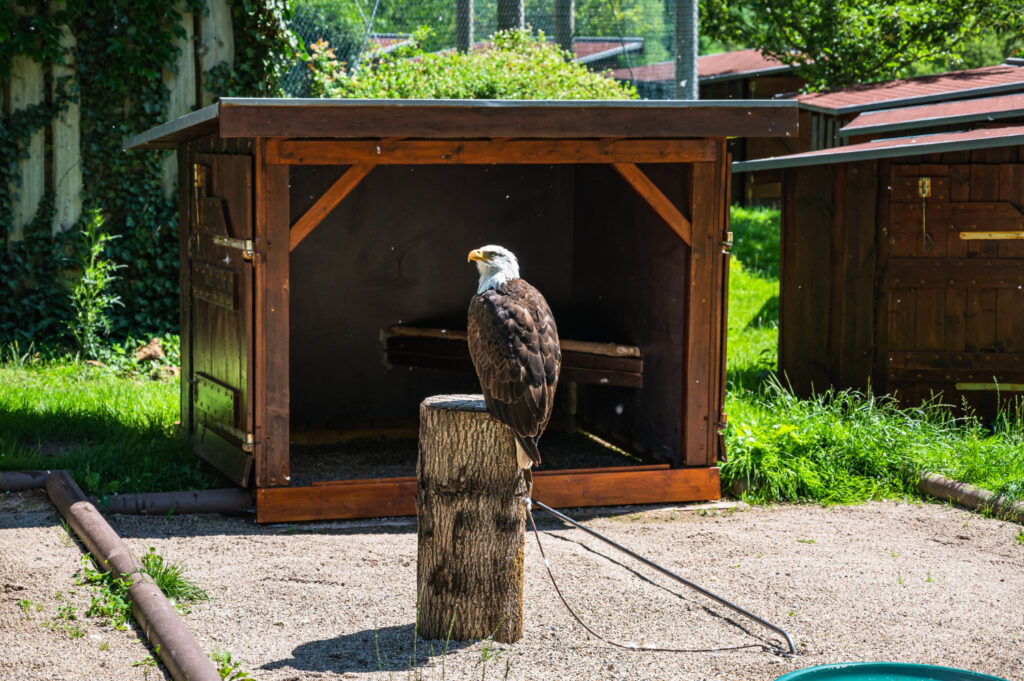 eagle perched on a tree stump in a park on a sunny day