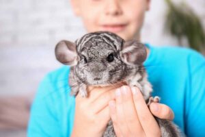 How to Ensure the Well-being of Exotic Pets in Captivity