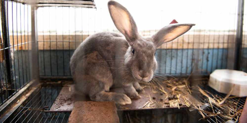 gray rabbit with large ears sits on a wooden platform inside a wire cage
