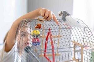 child gently points at a budgerigar perched on its cage