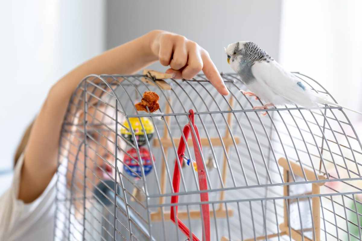 child gently points at a budgerigar perched on its cage