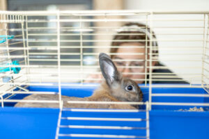 Understanding the Legalities of Owning an Exotic Pet