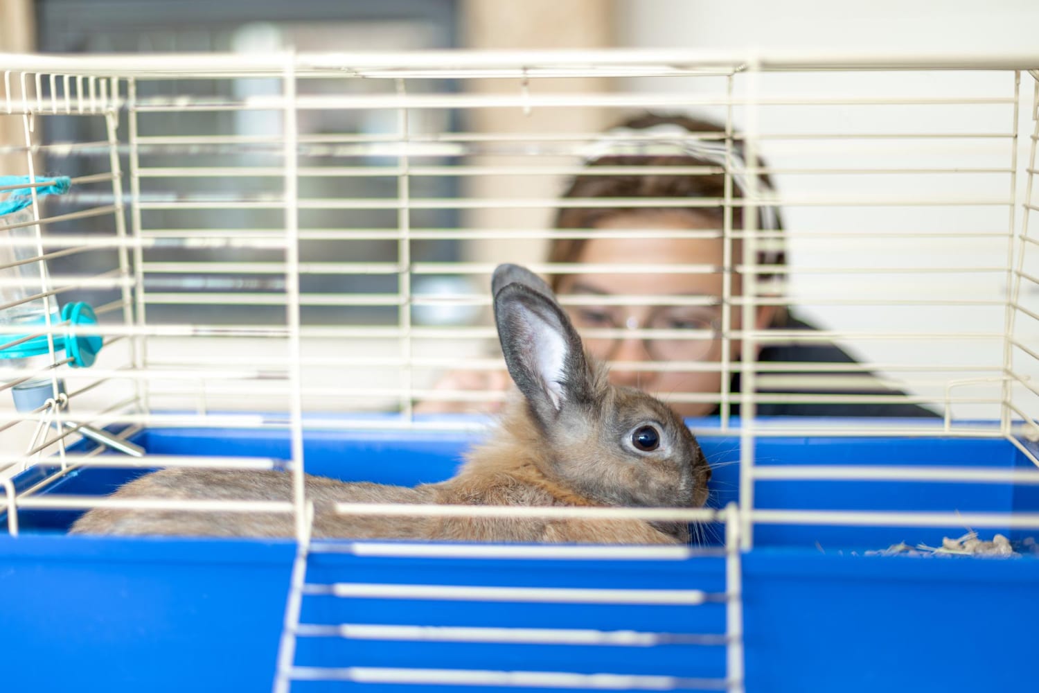 girl with a rabbit Brown rabbit close up