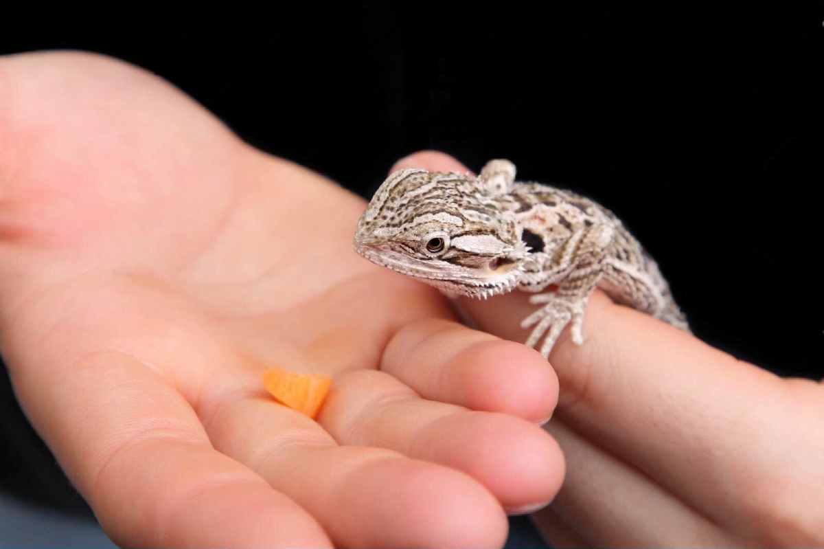 small bearded dragon resting in a human hand