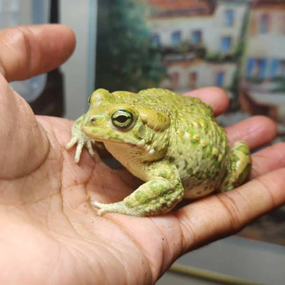 person holds a large green frog with textured skin