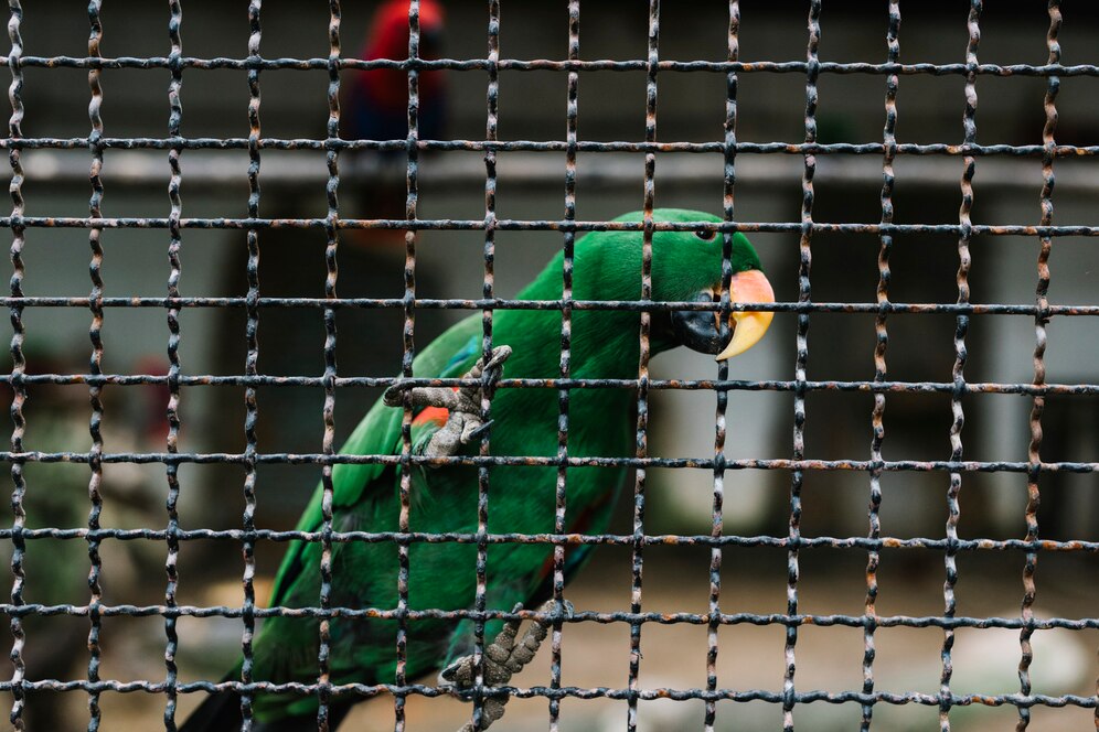 vibrant green parrot with a yellow beak and orange cheek patch grips