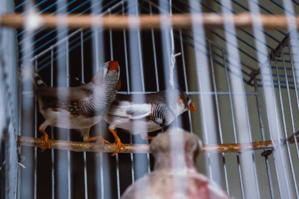 small birds with vibrant plumage perch on a branch inside a birdcage