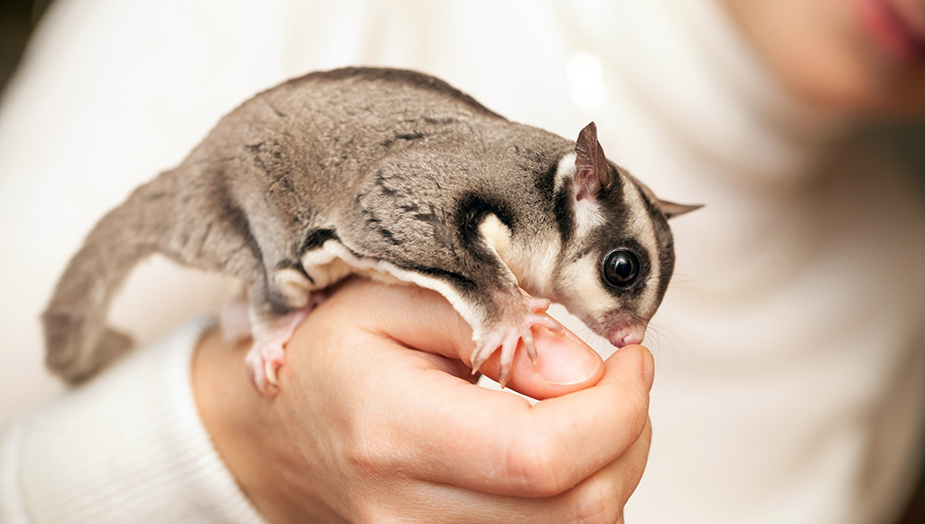  close-up of a person gently holding a sugar glider