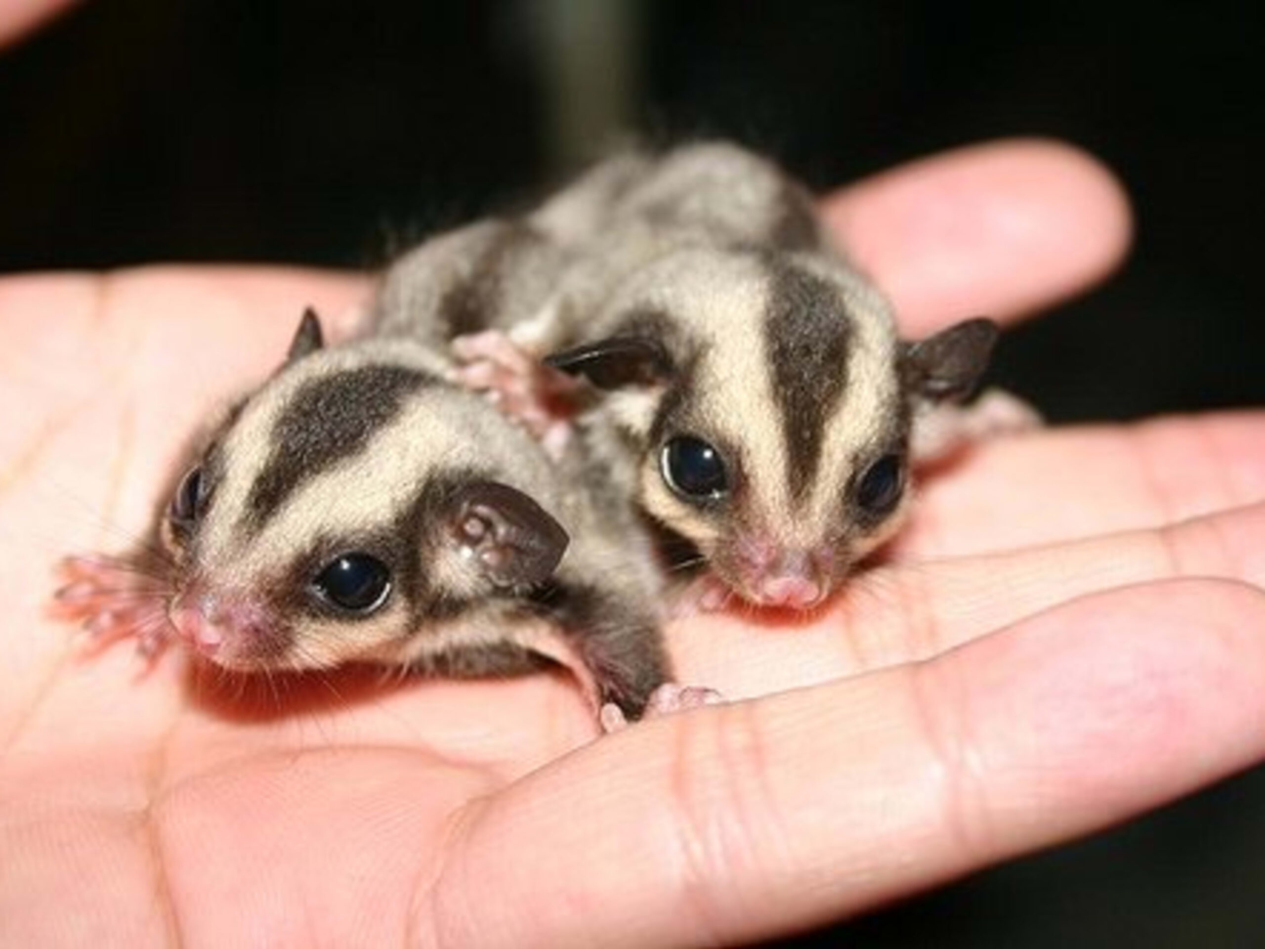 Two adorable baby sugar gliders with big eyes