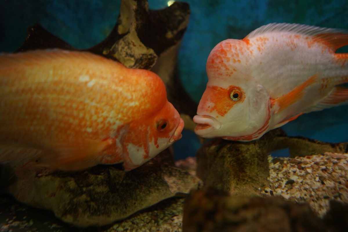 Two colorful cichlid fish, in an aquarium,