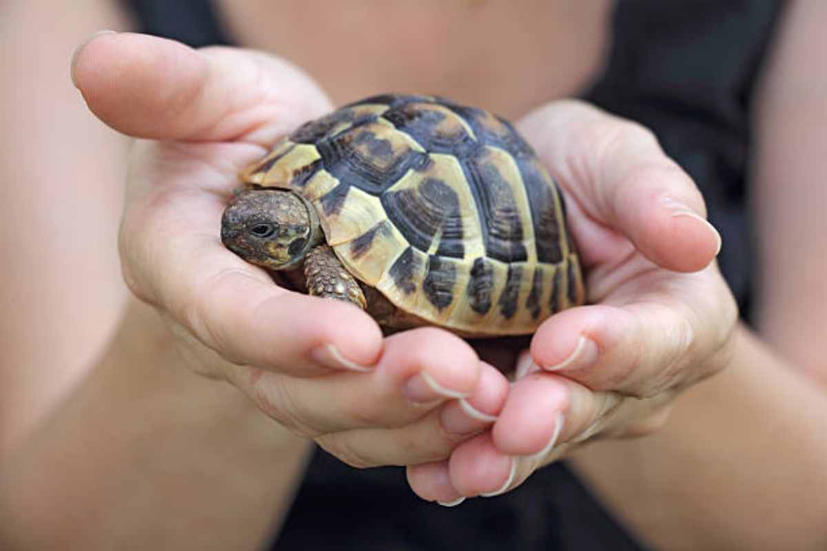 person gently holds a small tortoise in their hands