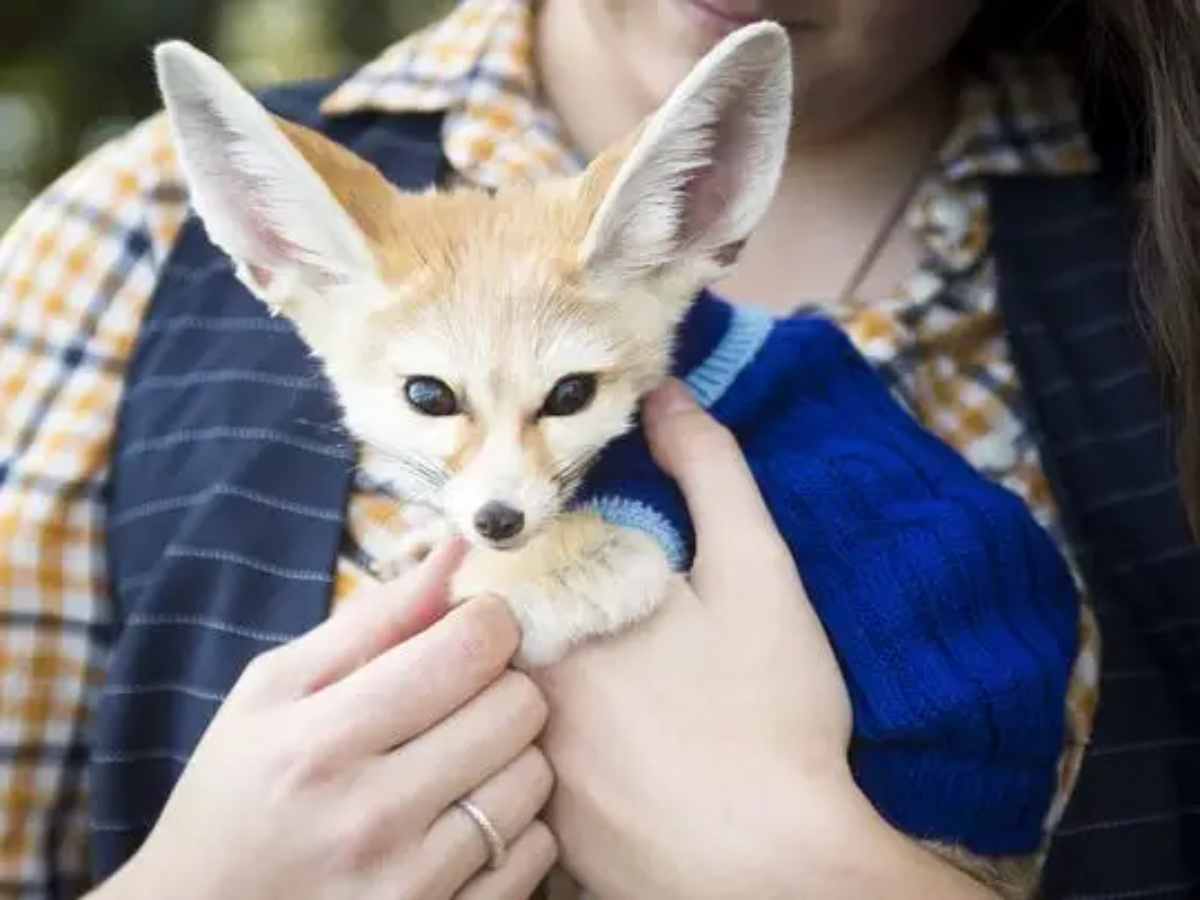 The Truth About Owning a Pet Fox: A Comprehensive Guide
