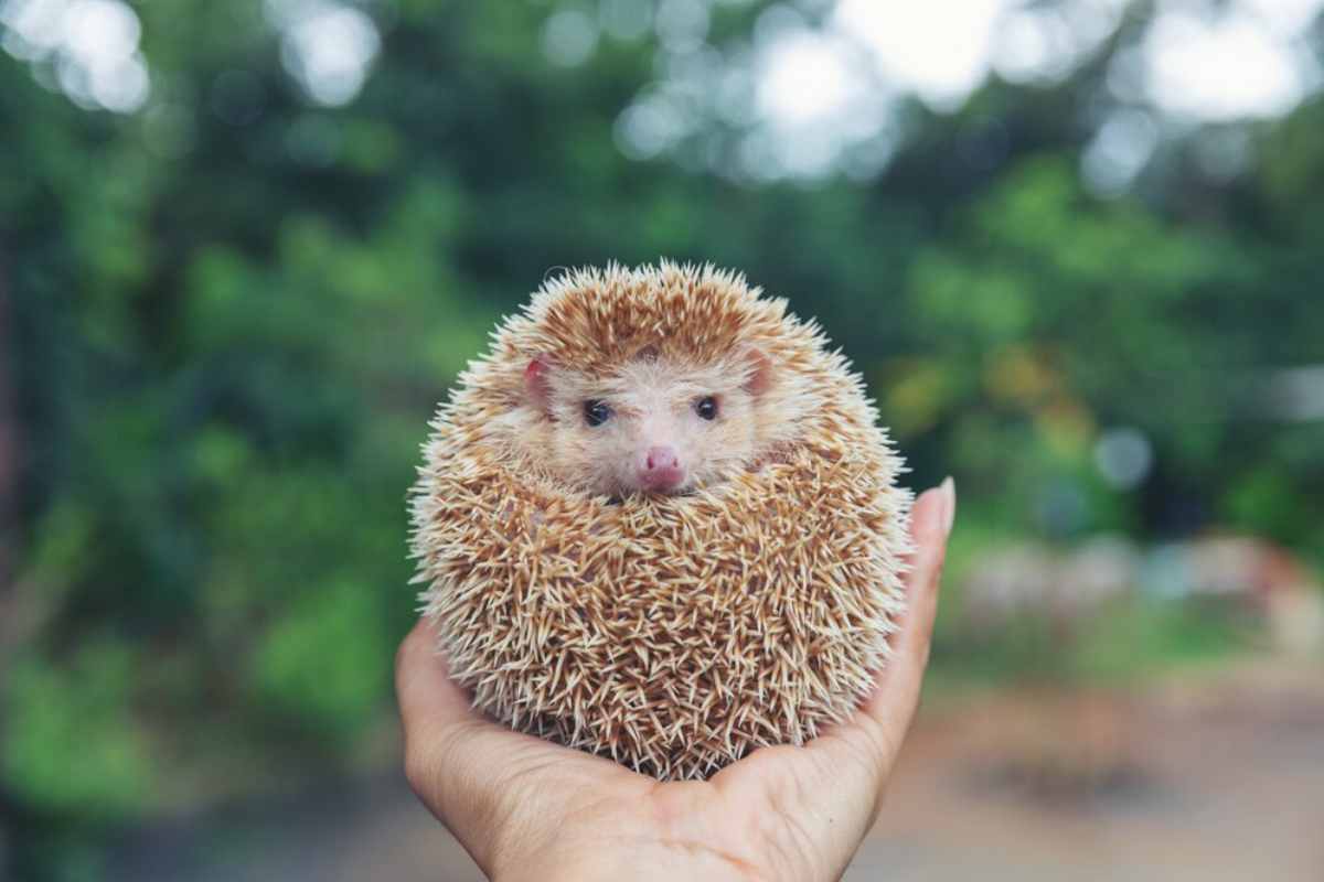hedgehog on hands in the natural garden habitat
