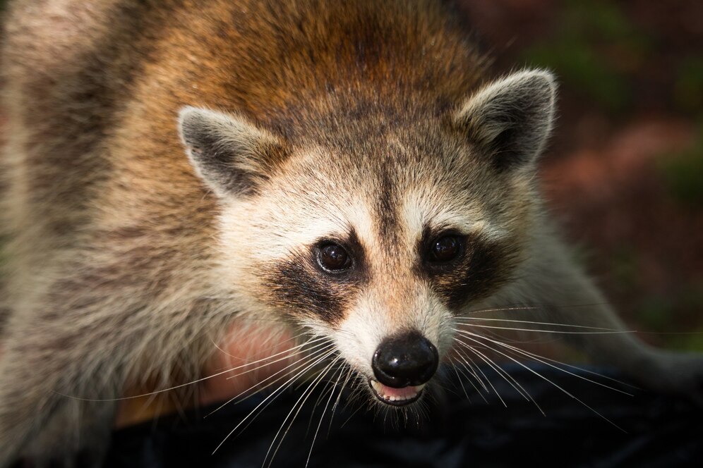 raccoon's face showing its detailed features and expressive eyes,