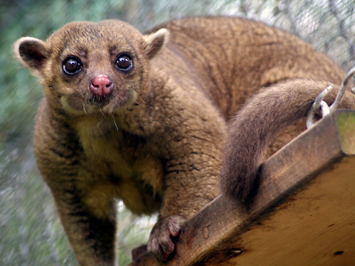 close-up of a brown animal with large ears and a bushy tail