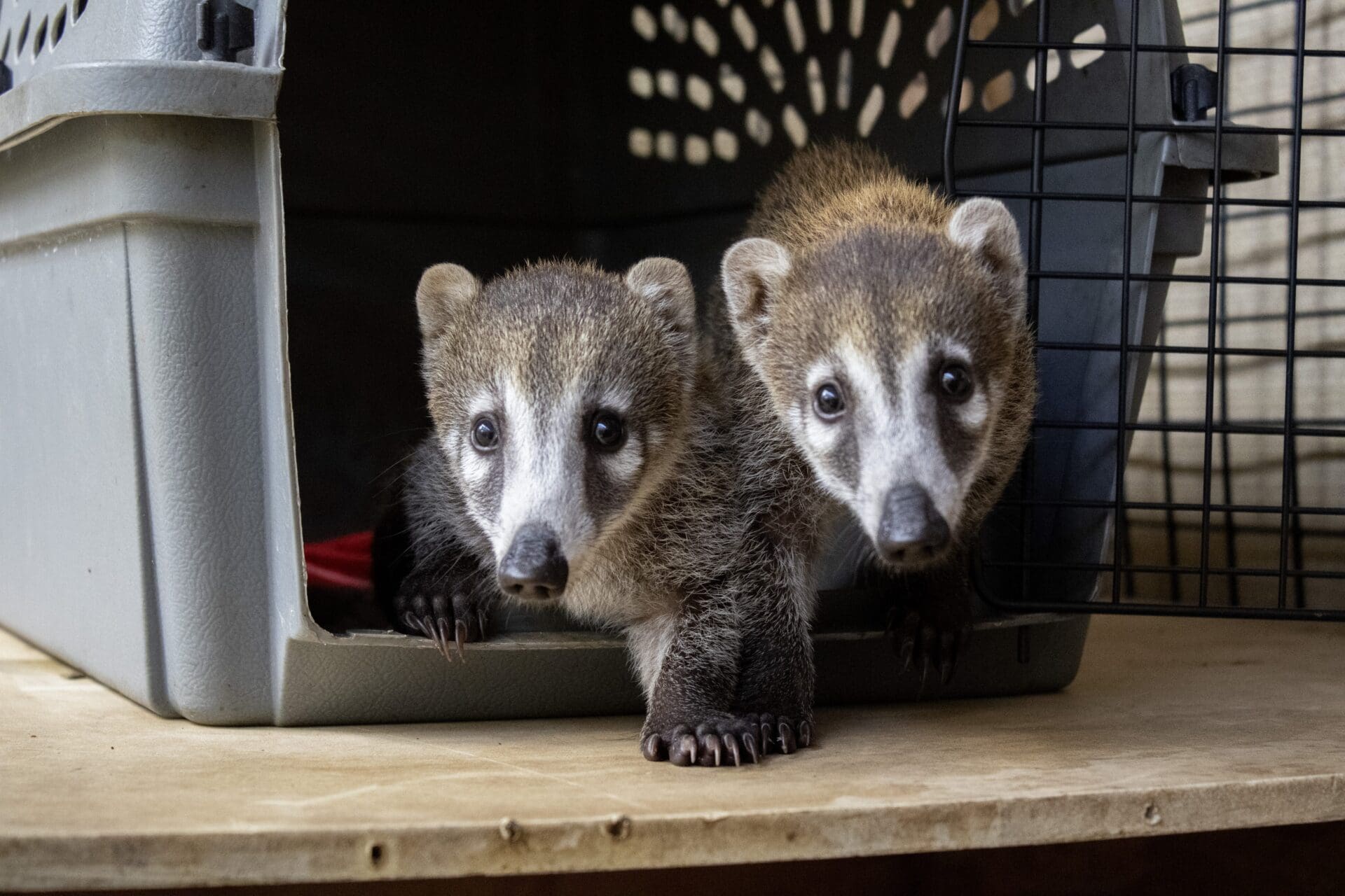Two curious coatis peek out from a pet carrier