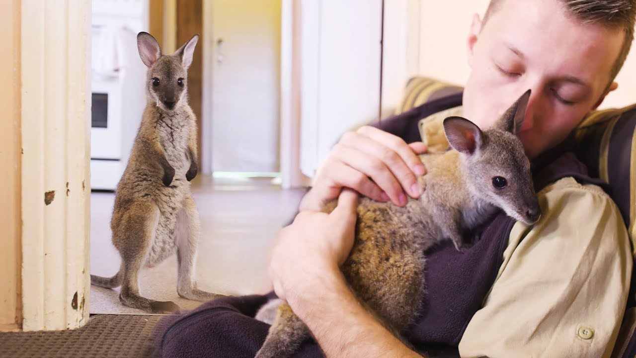 person cuddles a small wallaby on a couch
