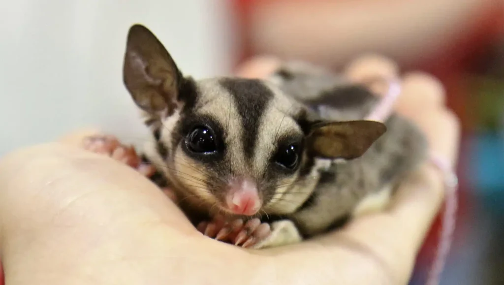 baby sugar glider resting in an open palm