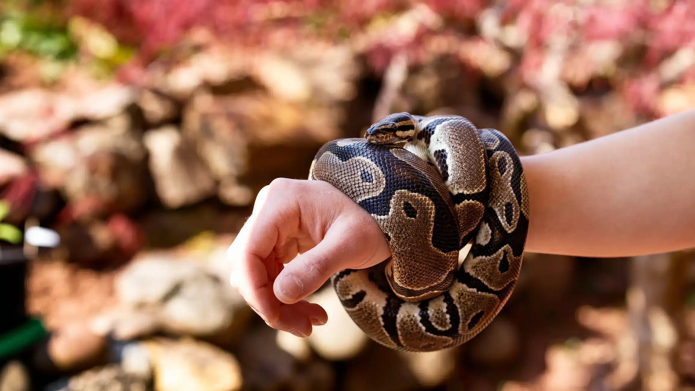 ball python curls gently around a person’s wrist
