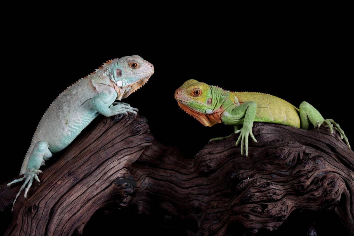 Two green and blue iguanas perched on a branch, showcasing their vibrant colors in a natural setting.