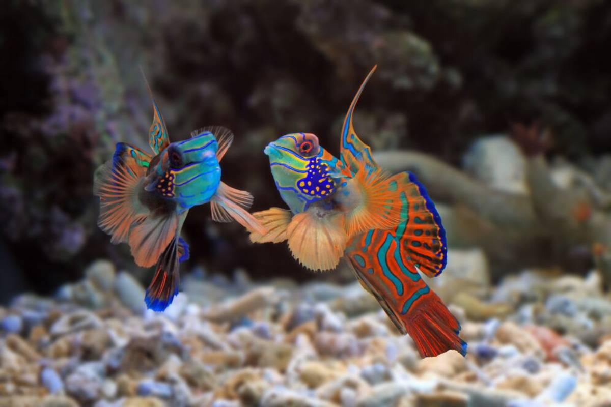 Two vibrant fish swim together in a clear aquarium, showcasing their bright colors against the water's surface.