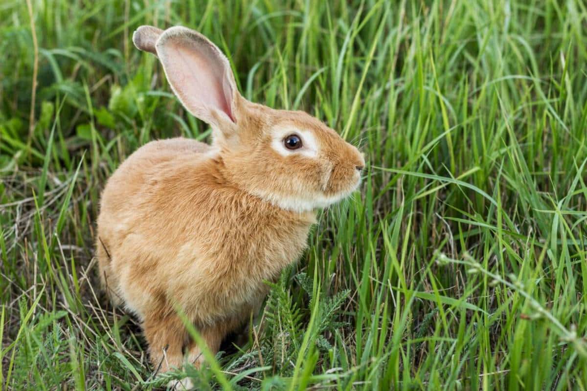 . A small brown rabbit stands in lush green grass, its ears perked up and alert.