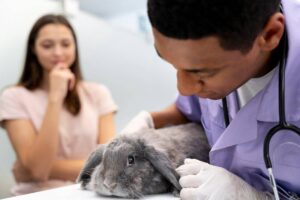A veterinarian examines a rabbit on a table in a well-lit clinic, focusing on the animal's health and well-being.
