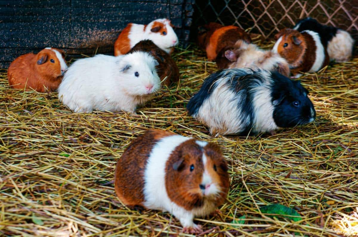 Several guinea pigs playfully burrowing in a fluffy hay pile, highlighting their adorable and sociable behavior.